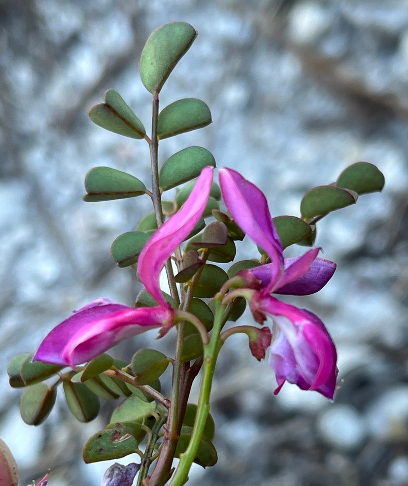 Indigofera langebergensis photo 6