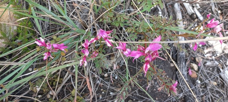 Indigofera langebergensis photo 7