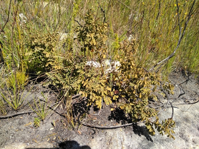 Indigofera langebergensis photo 8
