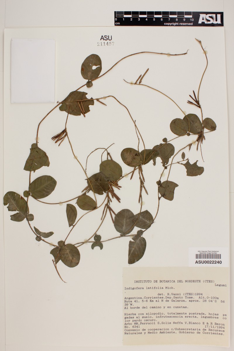 Indigofera latifolia