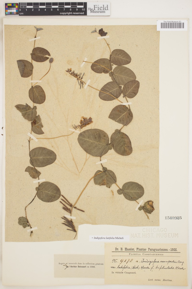 Indigofera latifolia photo 2