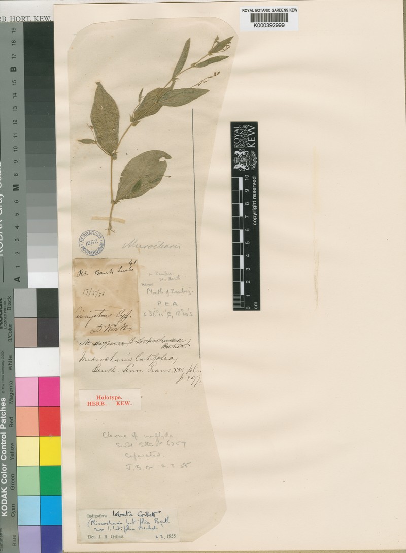 Indigofera latifolia photo 3