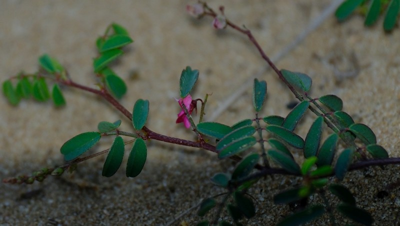 Indigofera laxeracemosa