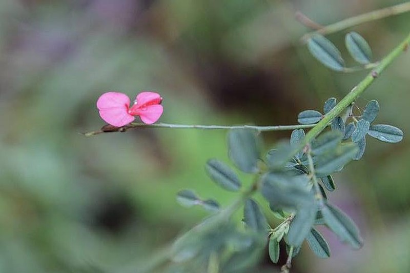Indigofera laxeracemosa photo 2