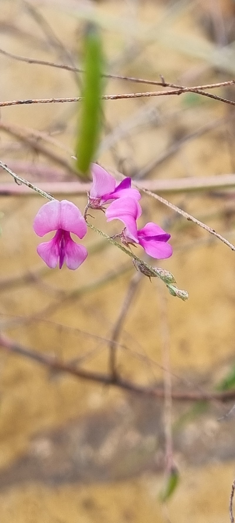 Indigofera laxeracemosa photo 3