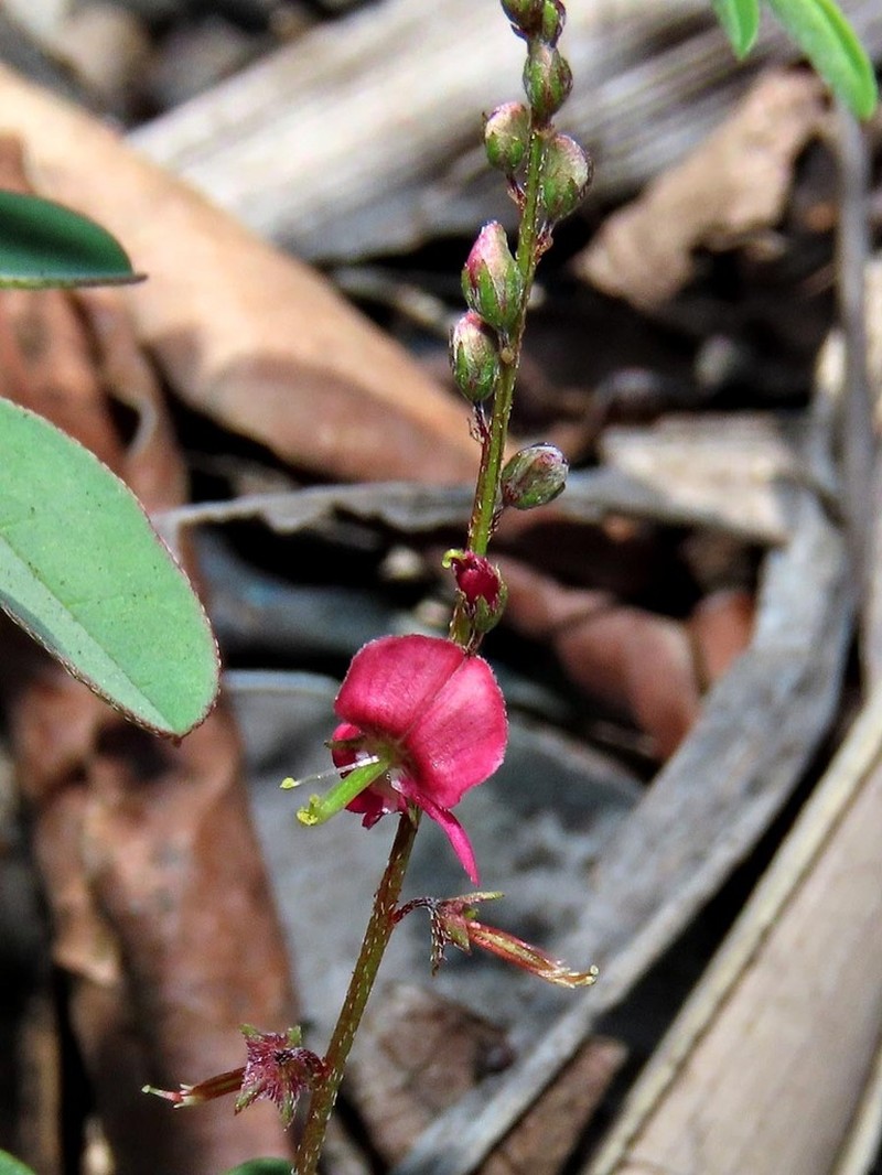 Indigofera laxeracemosa photo 4