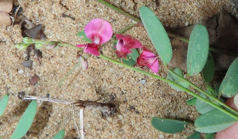 Indigofera laxeracemosa photo 5