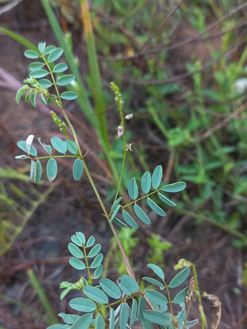 Indigofera laxeracemosa photo 6