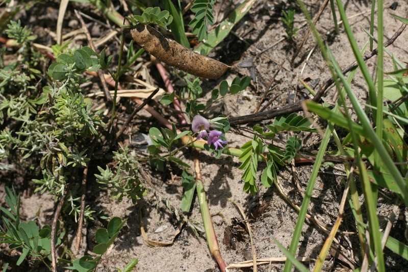 Indigofera laxeracemosa photo 7