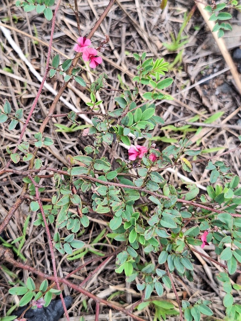 Indigofera laxeracemosa photo 8