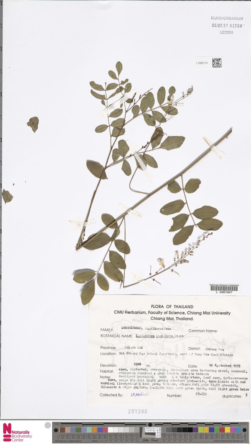 Indigofera laxiflora