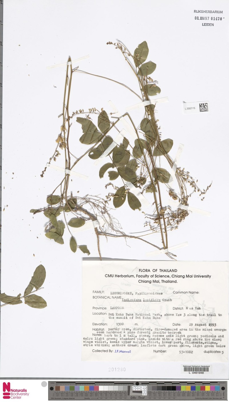 Indigofera laxiflora photo 2