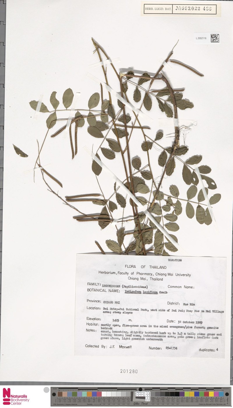 Indigofera laxiflora photo 3