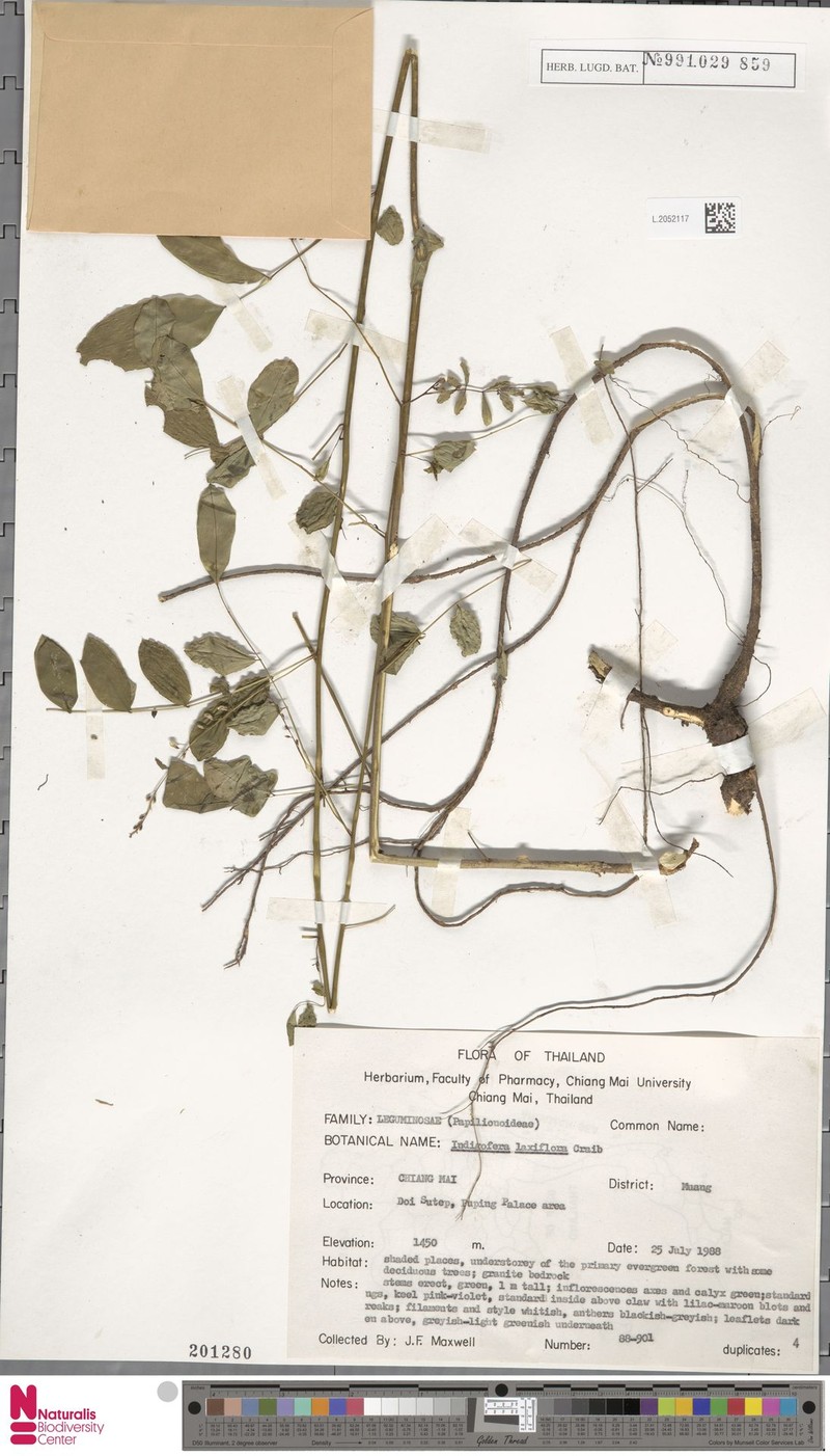 Indigofera laxiflora photo 4