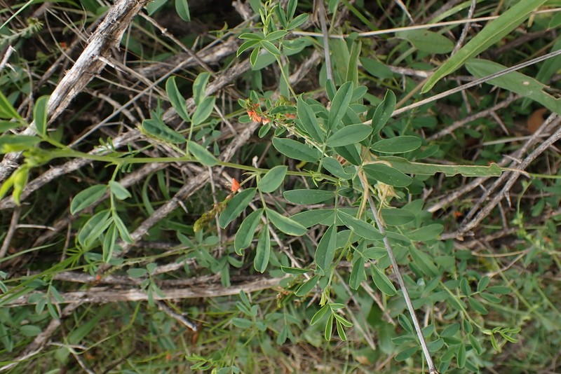 Indigofera leendertziae