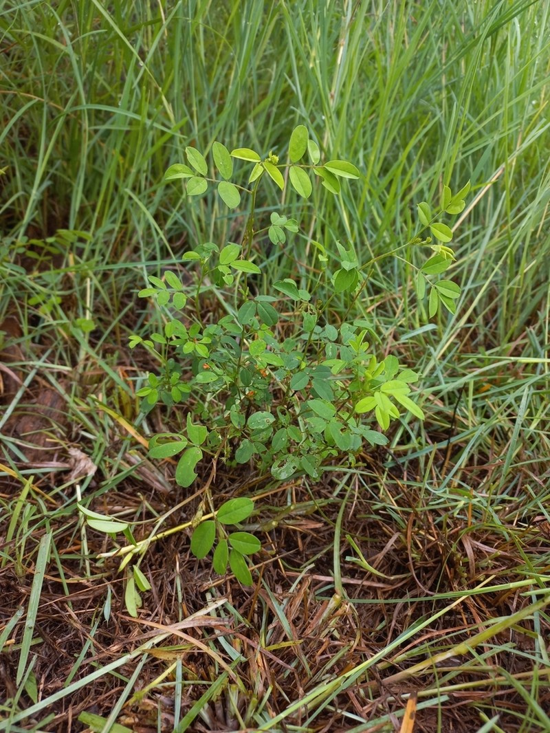 Indigofera leendertziae photo 2