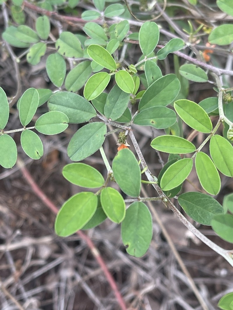 Indigofera leendertziae photo 3