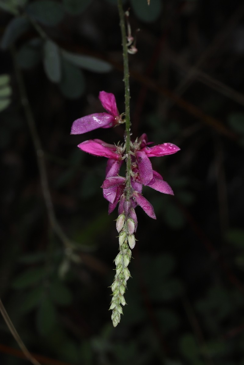 Indigofera lenticellata photo 2