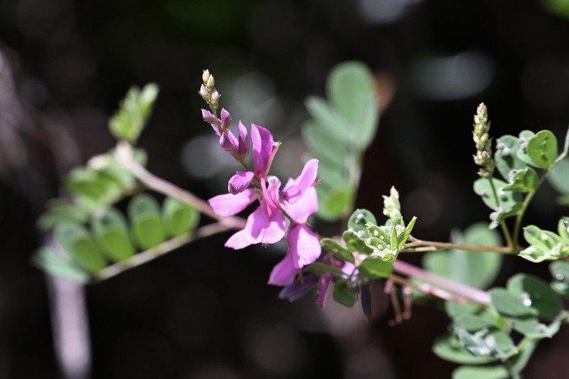Indigofera lenticellata photo 3