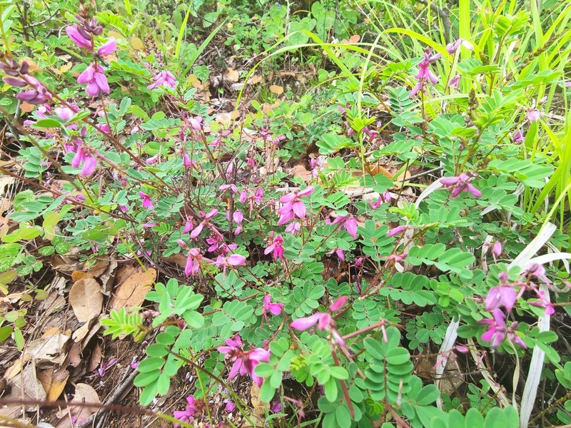 Indigofera lenticellata photo 4