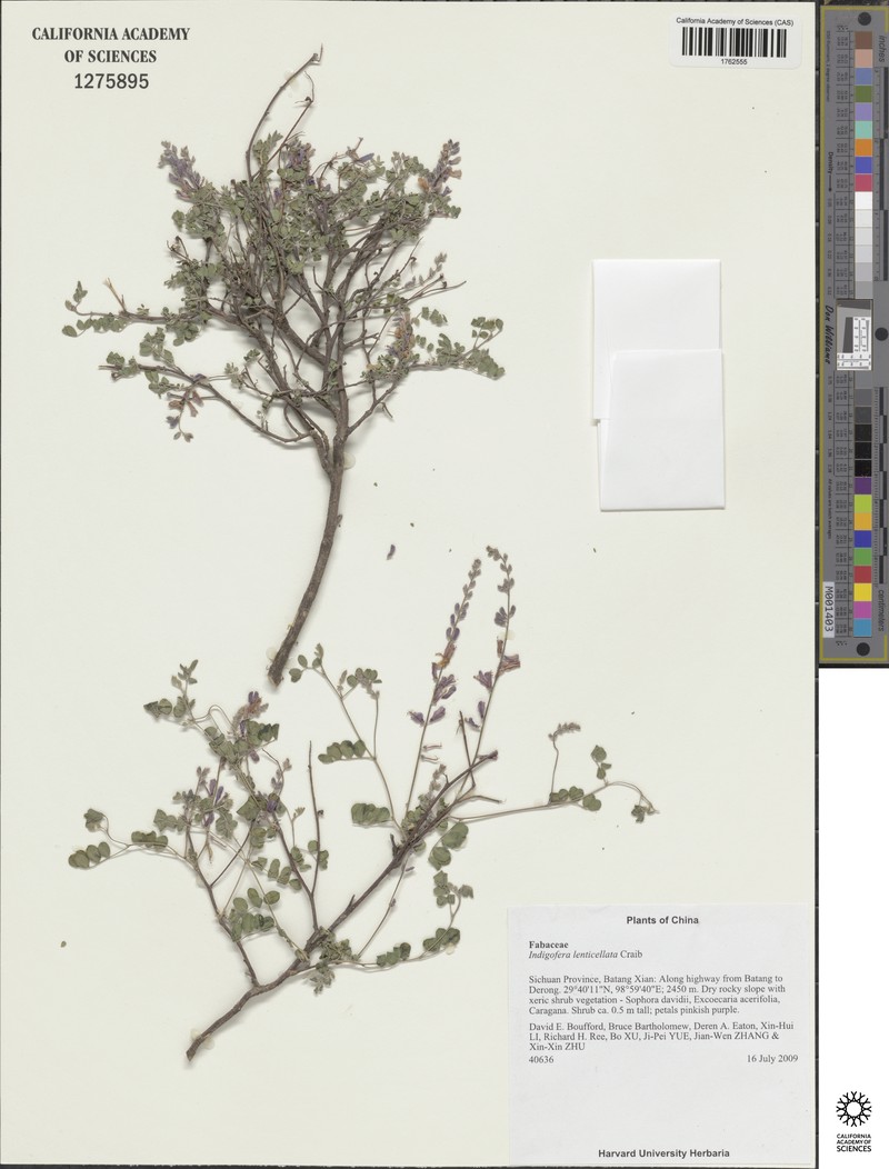 Indigofera lenticellata photo 6