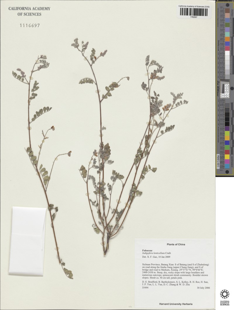 Indigofera lenticellata photo 7