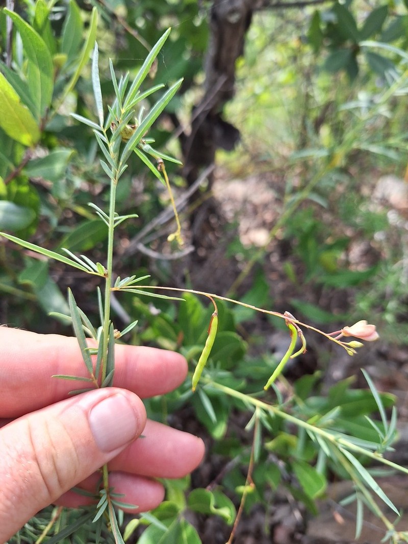 Indigofera lepida