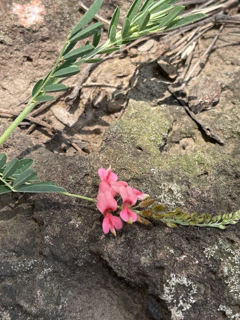 Indigofera lepida photo 2