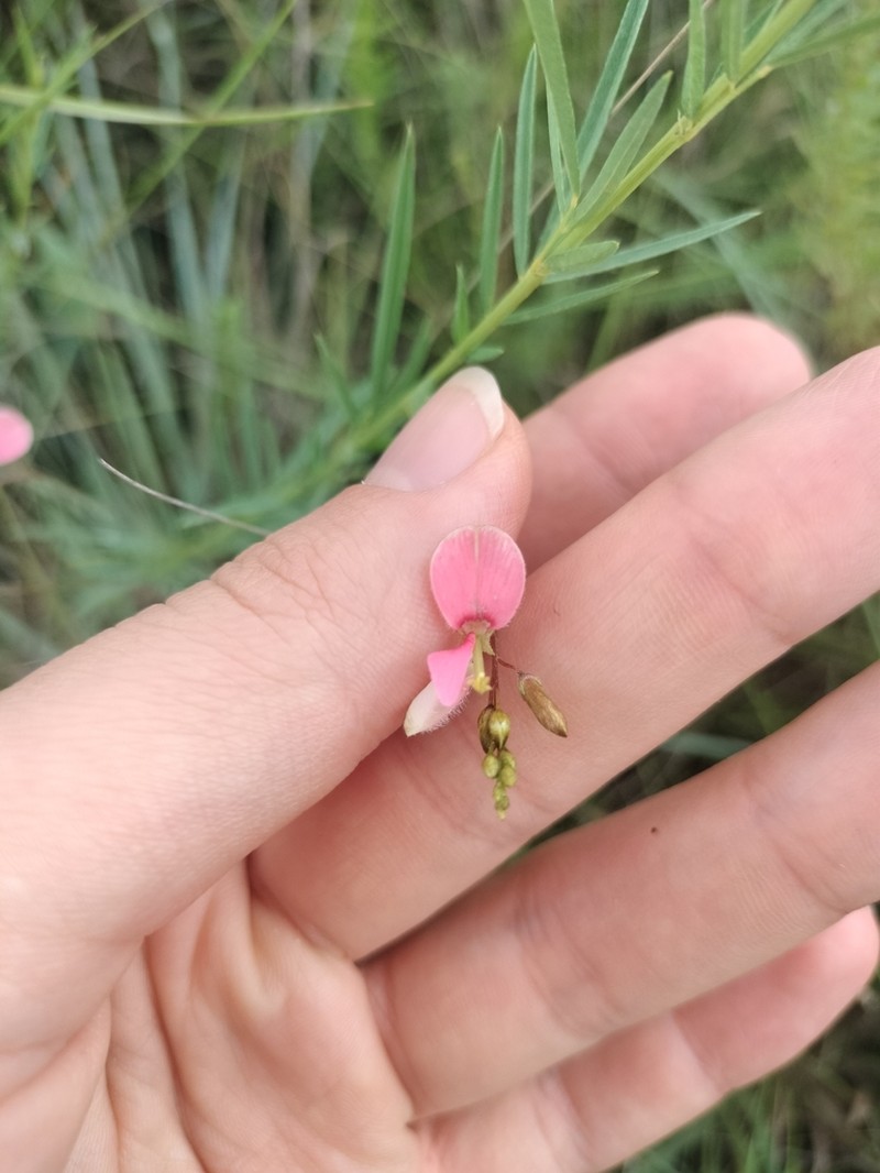 Indigofera lepida photo 3
