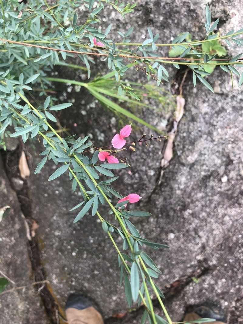 Indigofera lepida photo 4