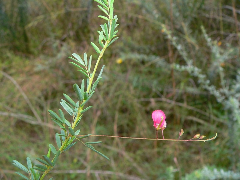 Indigofera lepida photo 5