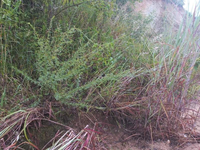 Indigofera lepida photo 7