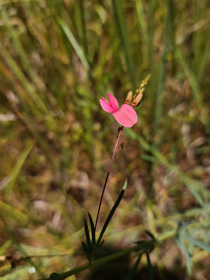 Indigofera lepida photo 8
