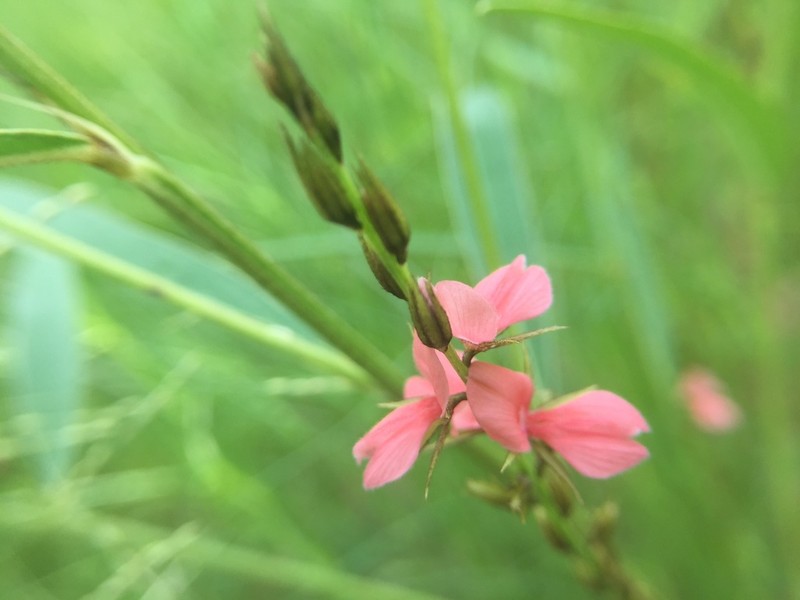 Indigofera leprieurii photo 2