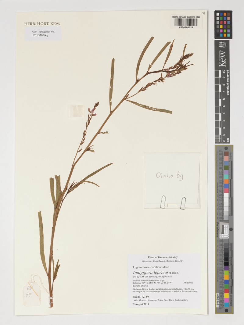 Indigofera leprieurii photo 3