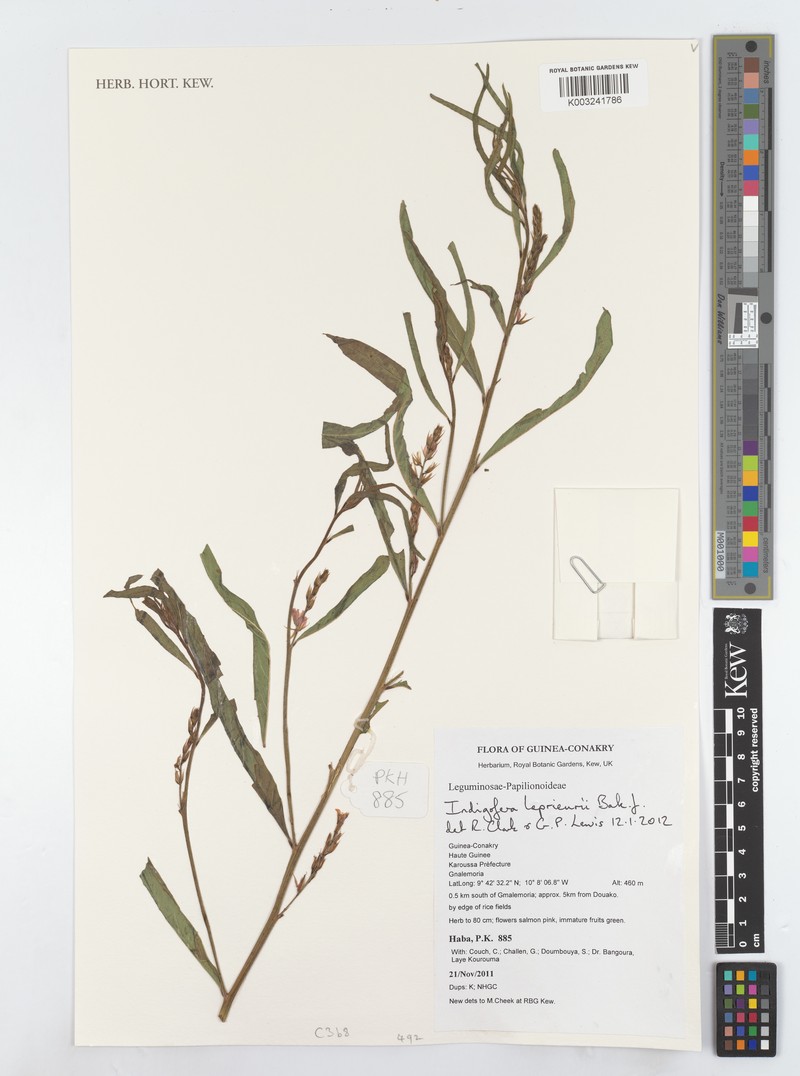 Indigofera leprieurii photo 4