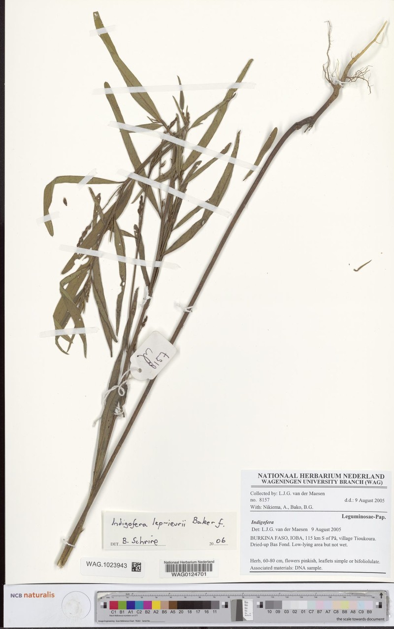 Indigofera leprieurii photo 5
