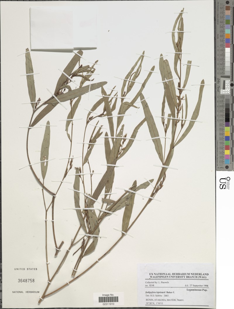 Indigofera leprieurii