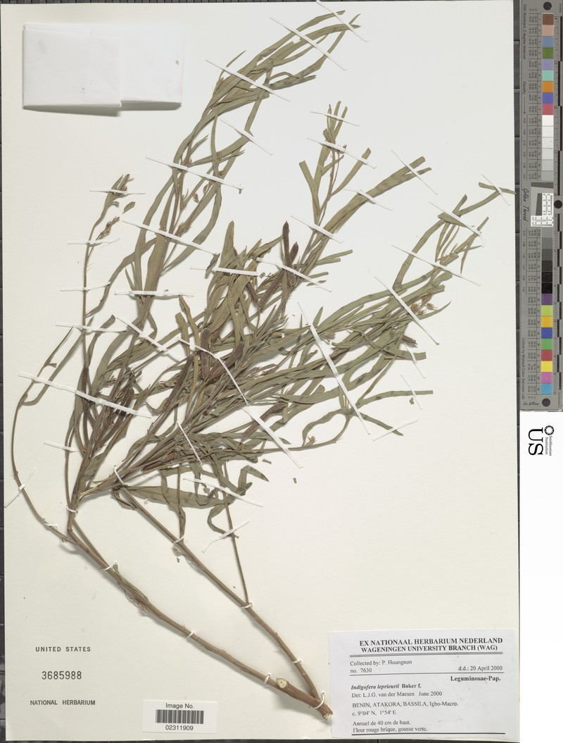 Indigofera leprieurii photo 6