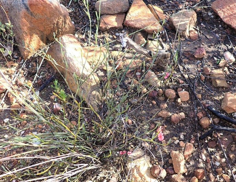 Indigofera leptocarpa photo 2