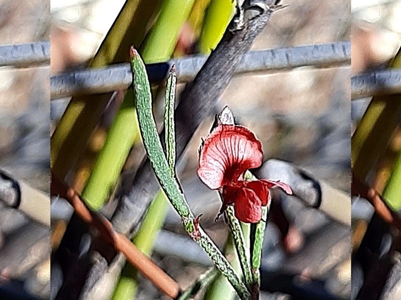 Indigofera leptocarpa photo 3