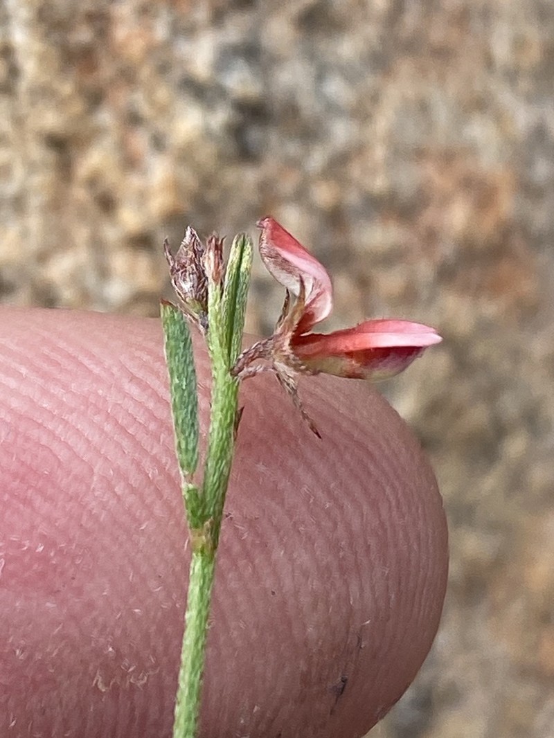 Indigofera leptocarpa photo 4