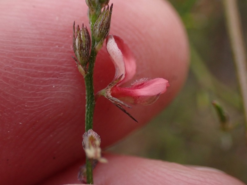 Indigofera leptocarpa photo 5