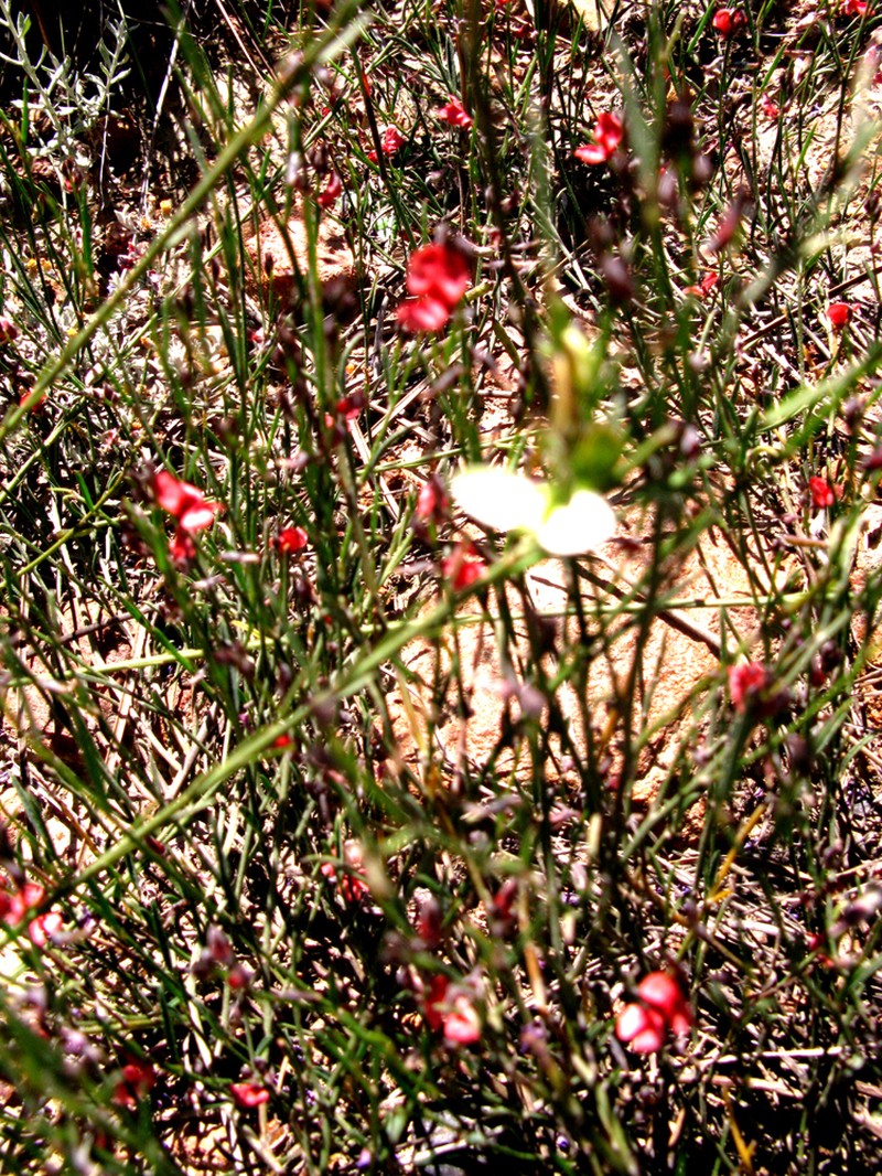 Indigofera leptocarpa photo 6