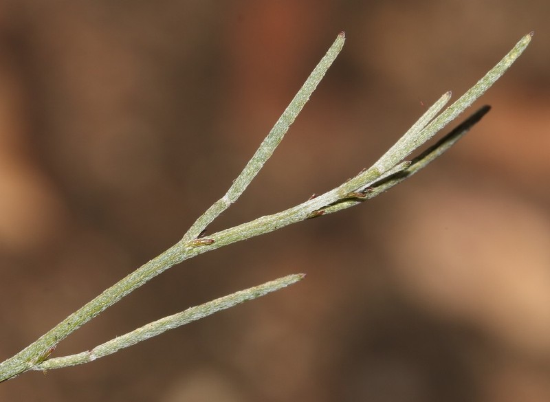 Indigofera leptocarpa photo 7