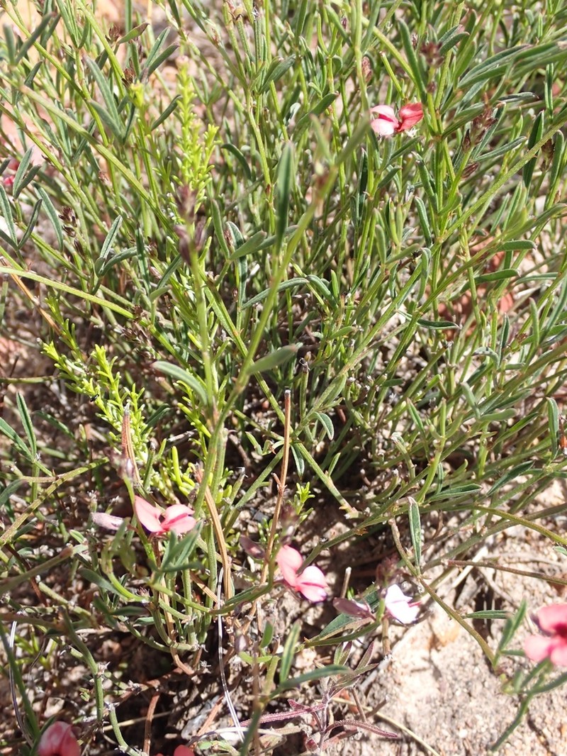 Indigofera leptocarpa photo 8