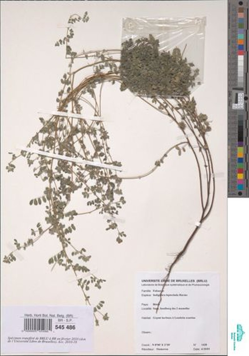 Indigofera leptoclada photo 2