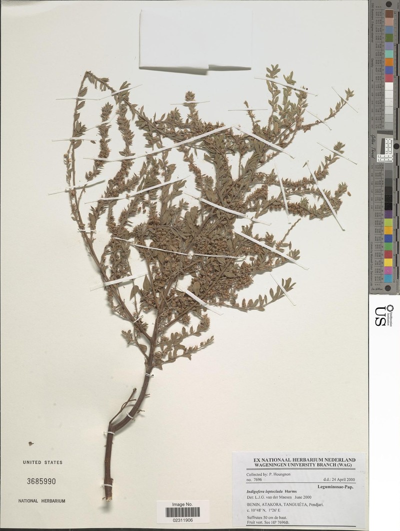 Indigofera leptoclada photo 3