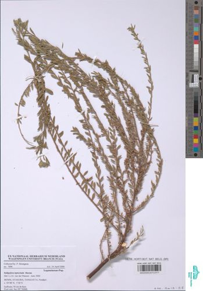 Indigofera leptoclada photo 4