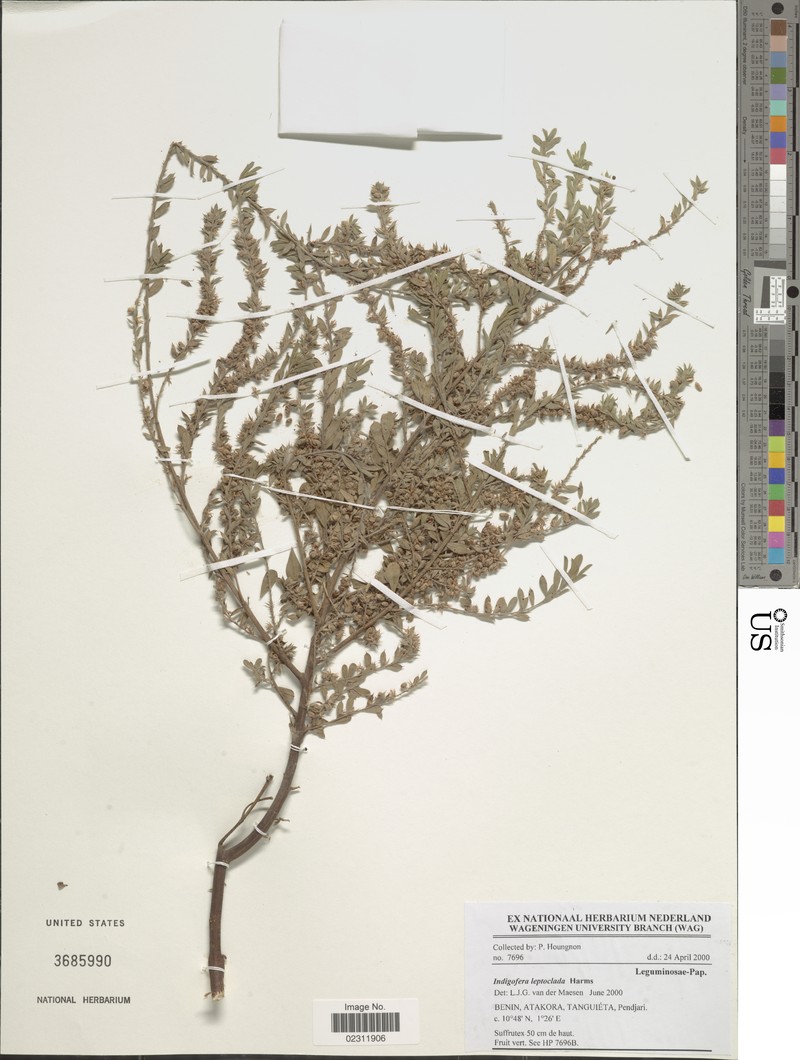 Indigofera leptoclada